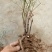 迎春花1米以下