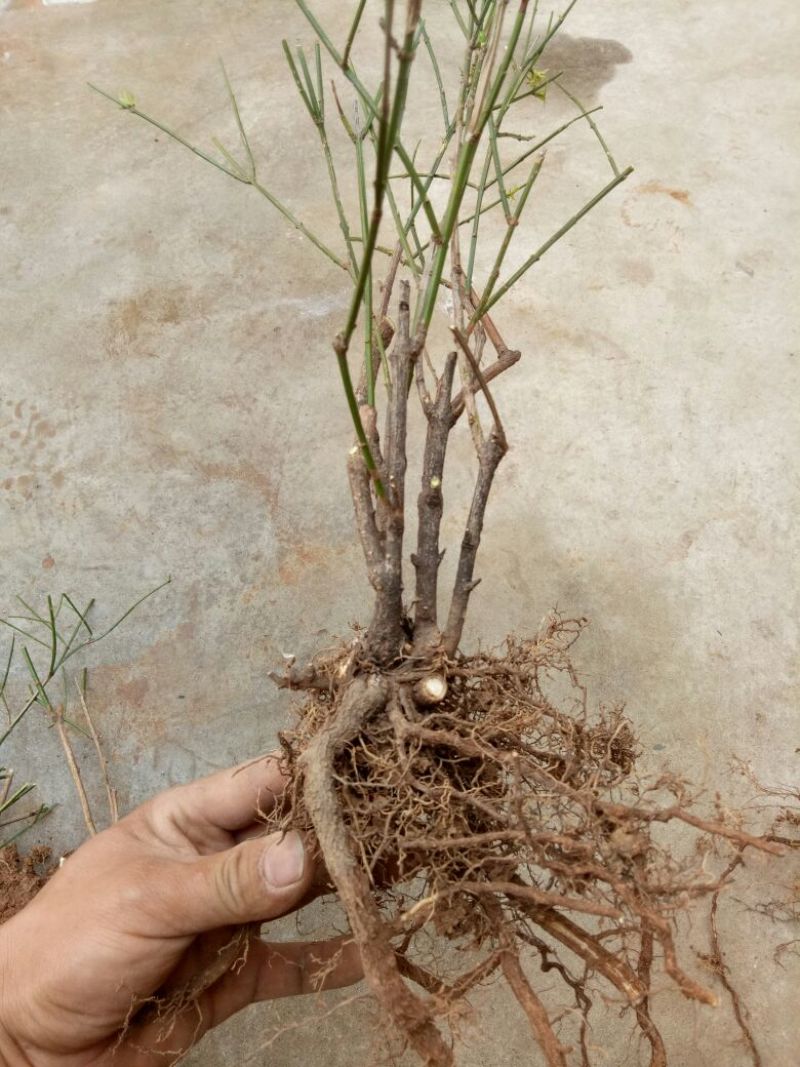 迎春花1米以下