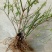 迎春花1米以下