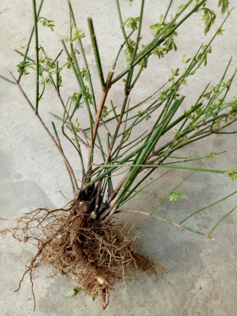 迎春花1米以下