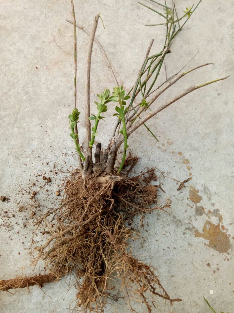 迎春花1米以下