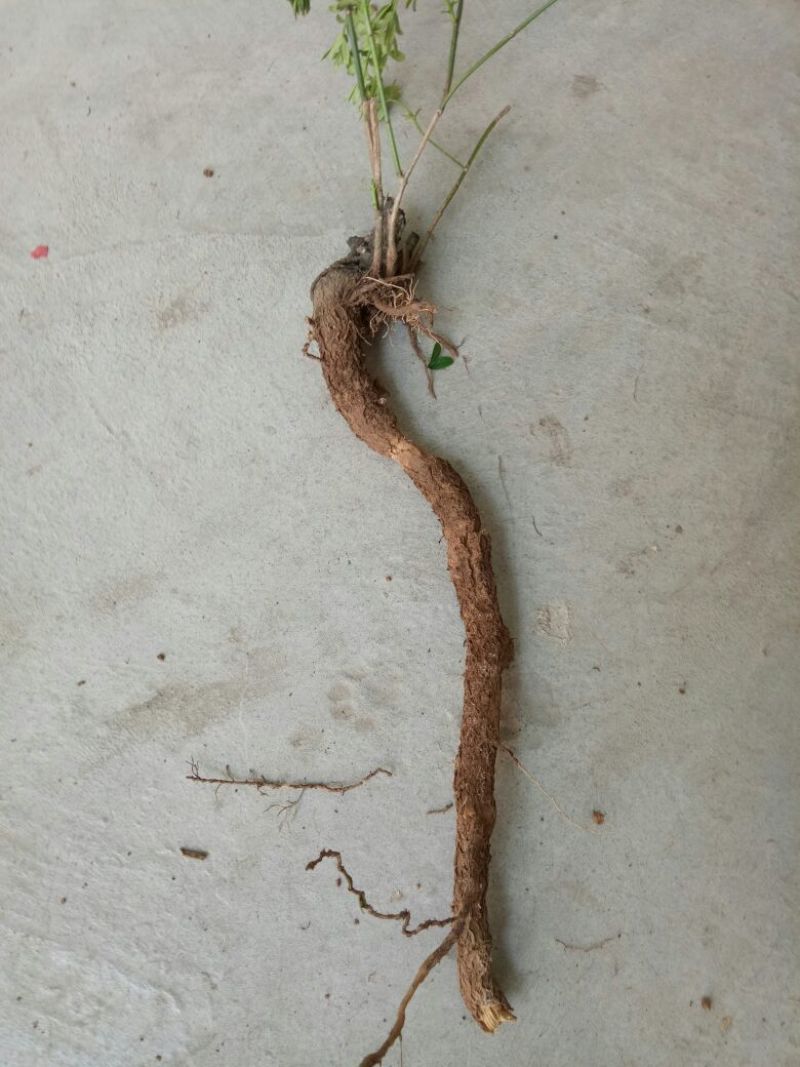 迎春花1米以下