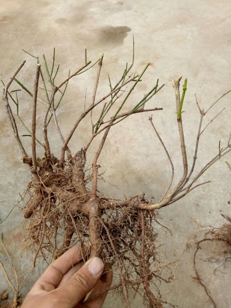 迎春花1米以下