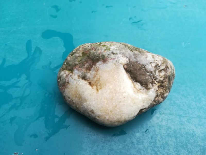 毛石化石奇石