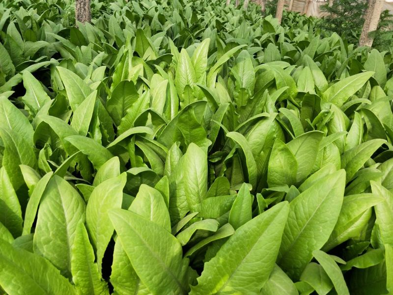 河北油麦菜叶片鲜绿质量有保证常年供应各大市场超市
