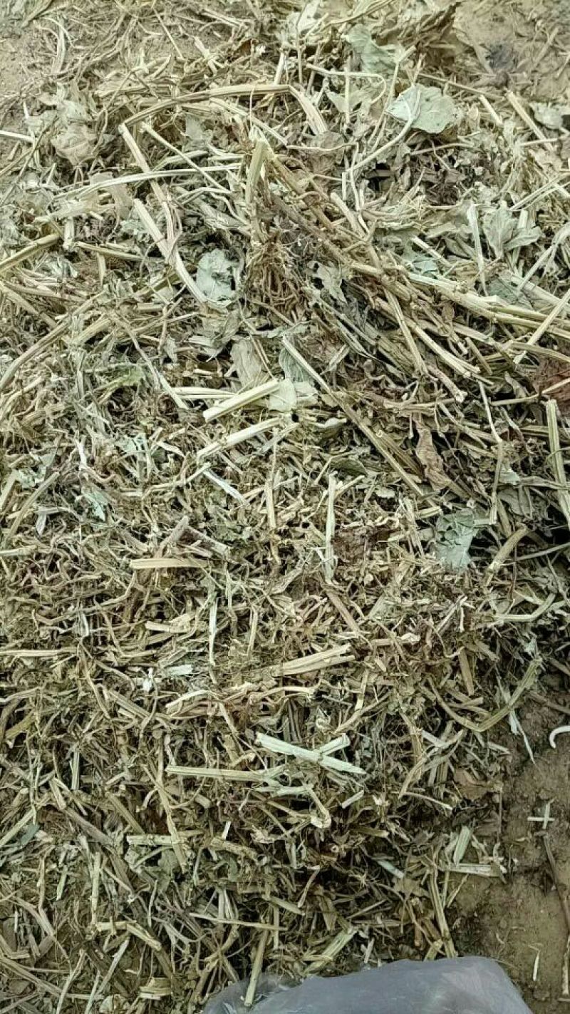 花生秧18个月