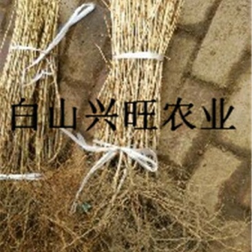 灯笼果苗大果型灯笼果苗醋栗苗批发灯笼果苗价格
