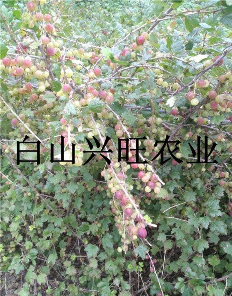 灯笼果苗大果型灯笼果苗醋栗苗批发灯笼果苗价格