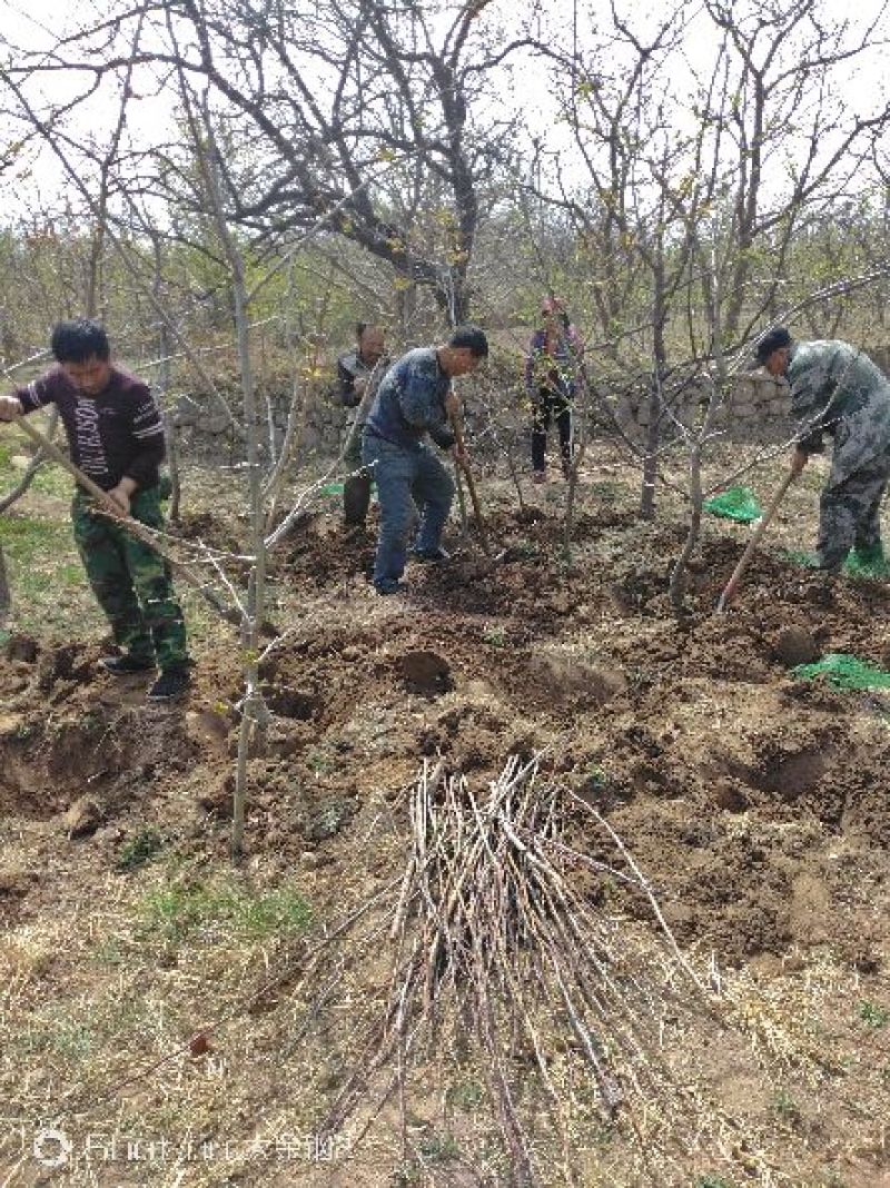 出售定植山楂树，产地直供，支持线上交易。