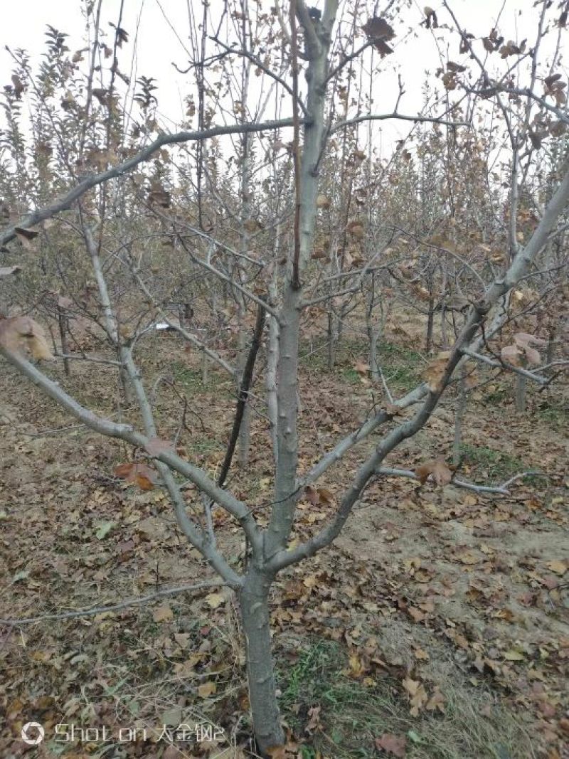 出售定植山楂树，产地直供，支持线上交易。