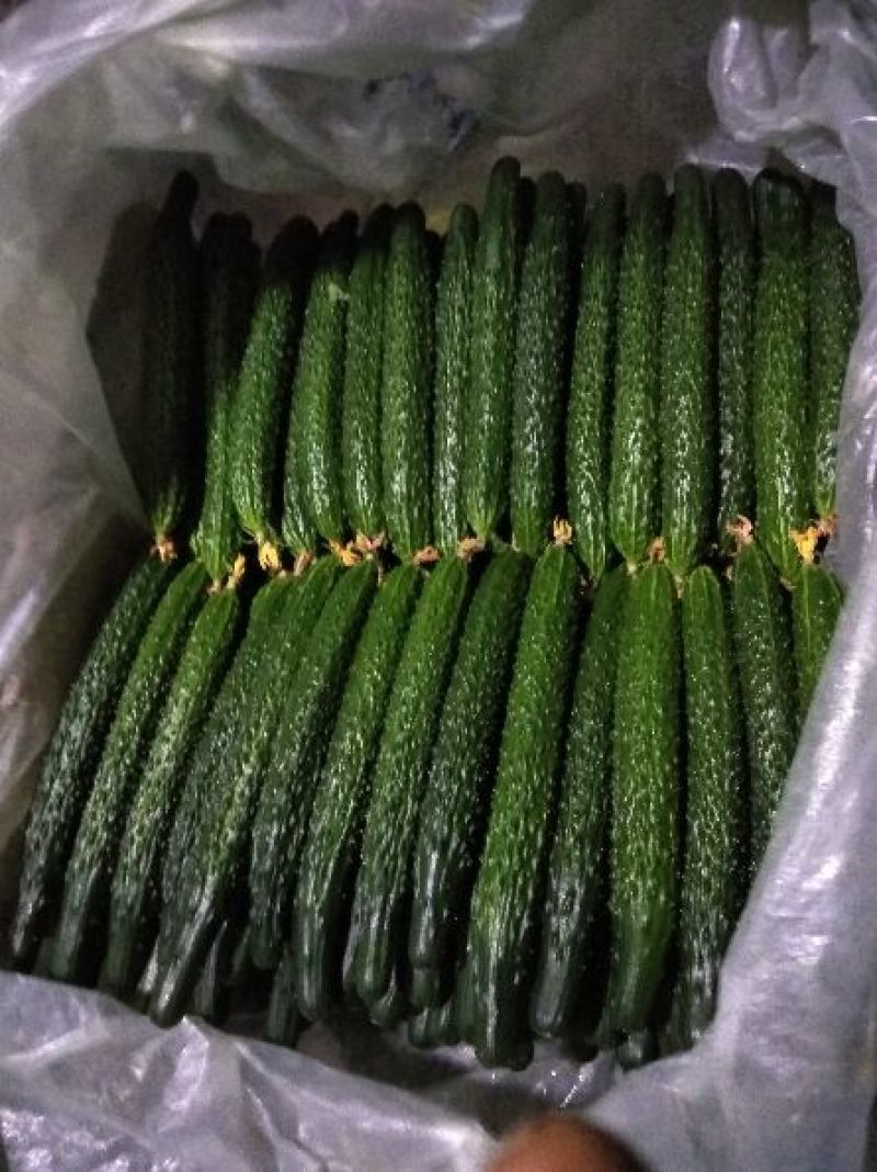 密刺黄瓜18~22公分干花带刺