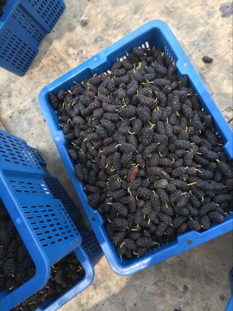 千鲜汇合作伙伴桑葚代办