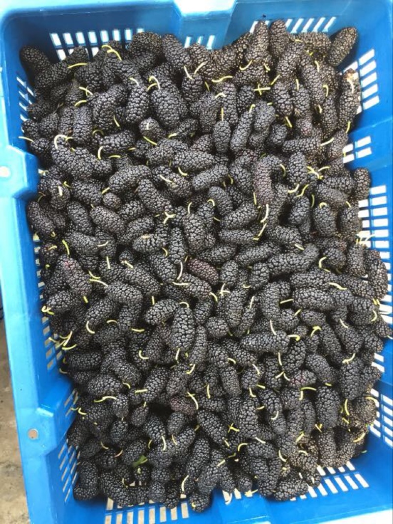 千鲜汇合作伙伴桑葚代办