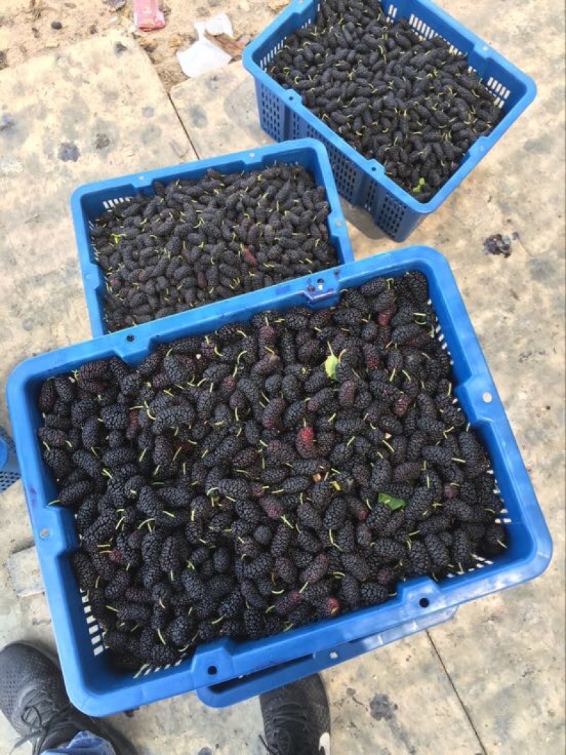 千鲜汇合作伙伴桑葚代办