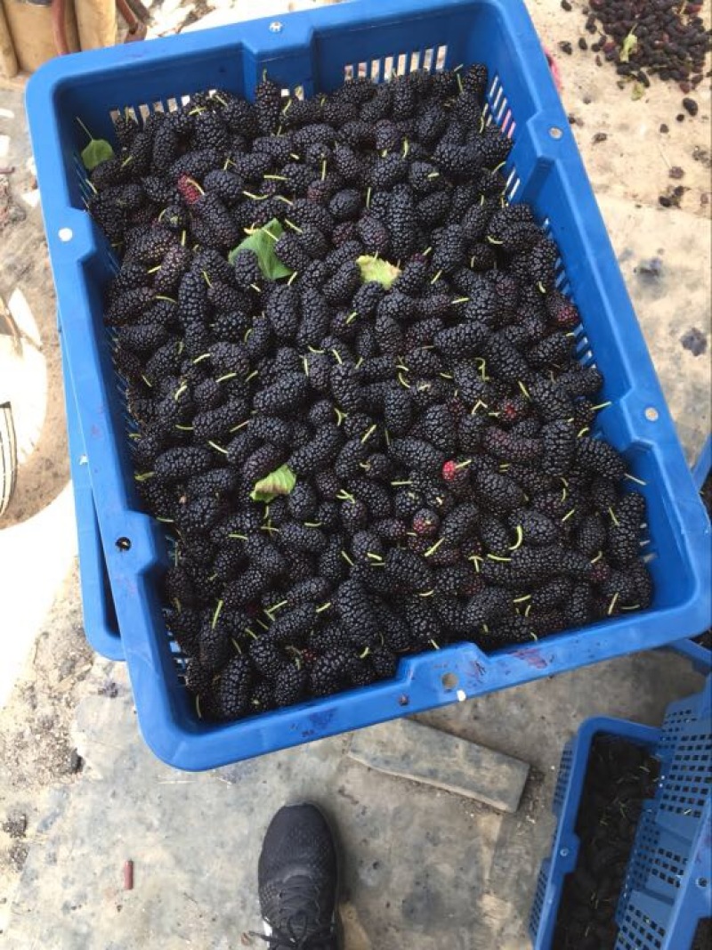 千鲜汇合作伙伴桑葚代办
