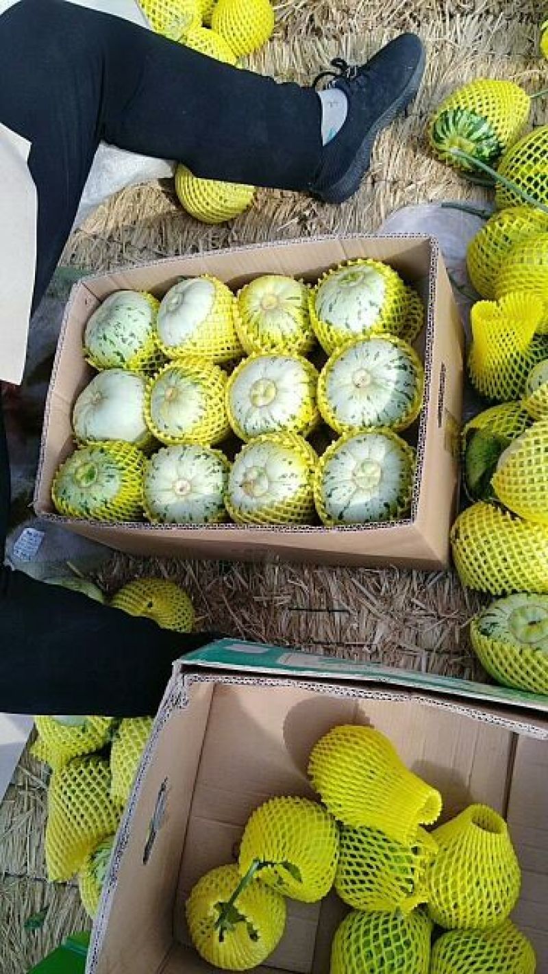香瓜0.5斤以上，口头好糖度高，大量上市热卖中品种齐全