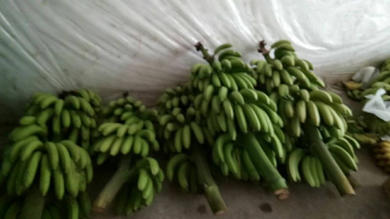 威廉斯香蕉自然熟七成熟