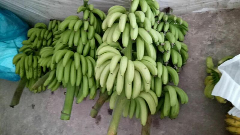 威廉斯香蕉自然熟七成熟
