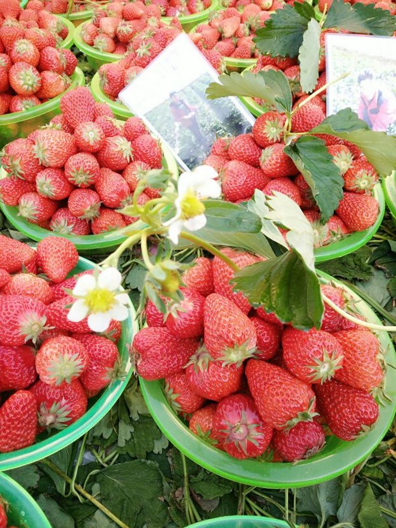 红颜草莓20~30克
