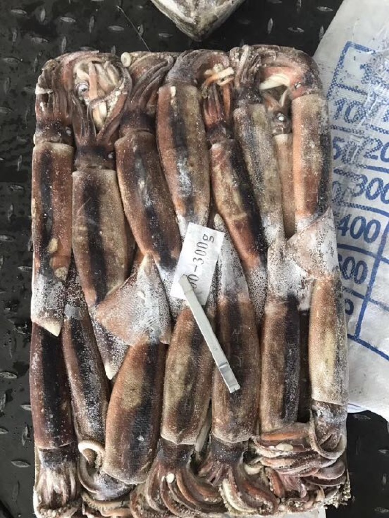 鱿鱼食用冰冻