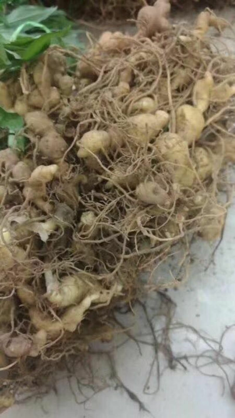 黄精种苗，大量批发零售