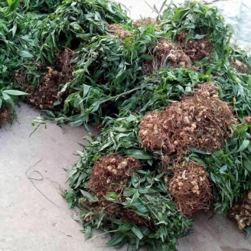 黄精种苗，大量批发零售