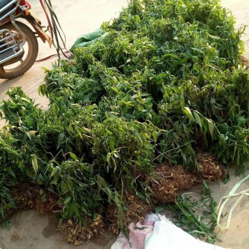 黄精种苗，大量批发零售