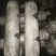 香菇0912菌种栽培种168.808