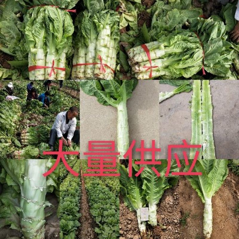 莴苣圆叶莴苣，基地直供，2斤左右，皮薄，货源充足，