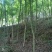 五角枫10cm以下