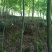 五角枫10cm以下