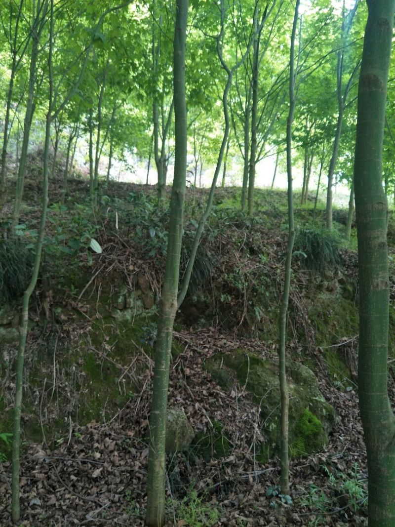 五角枫10cm以下