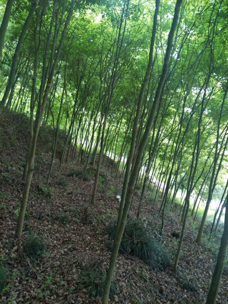 五角枫10cm以下