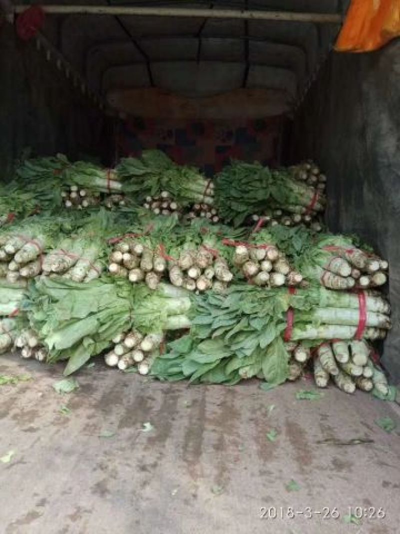 莴苣圆叶莴苣，基地直供，2斤左右，皮薄，货源充足，