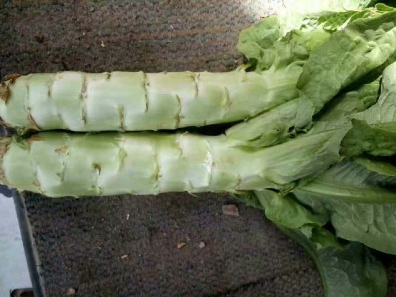 三青皮莴笋青叶莴笋