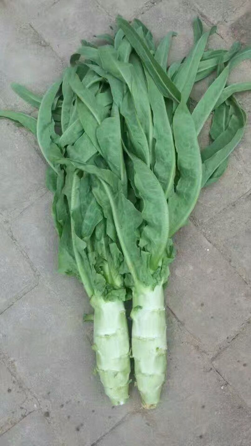 三青皮莴笋青叶莴笋
