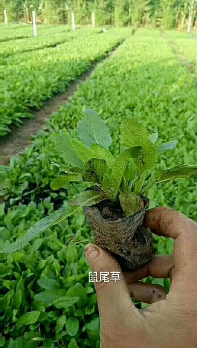 【热卖中】万亩苗圃基地万寿菊种苗现挖现发