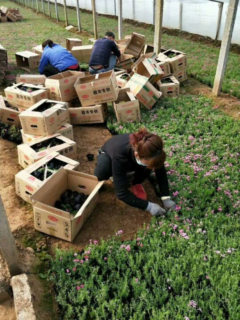 【热卖中】万亩苗圃基地万寿菊种苗现挖现发