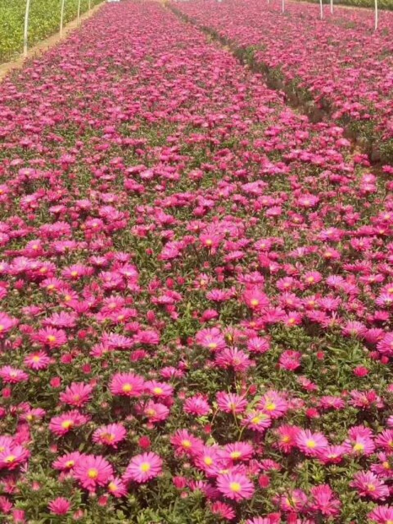 【热卖中】万亩苗圃基地万寿菊种苗现挖现发