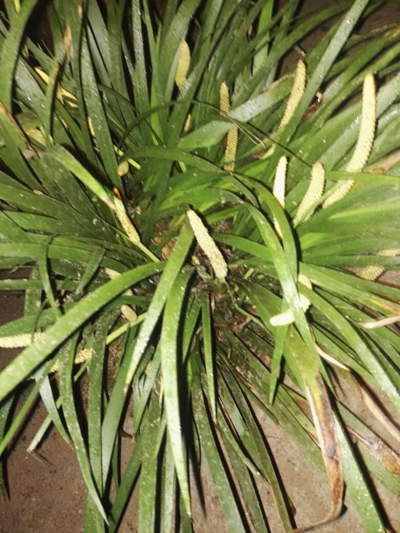 石菖蒲统个