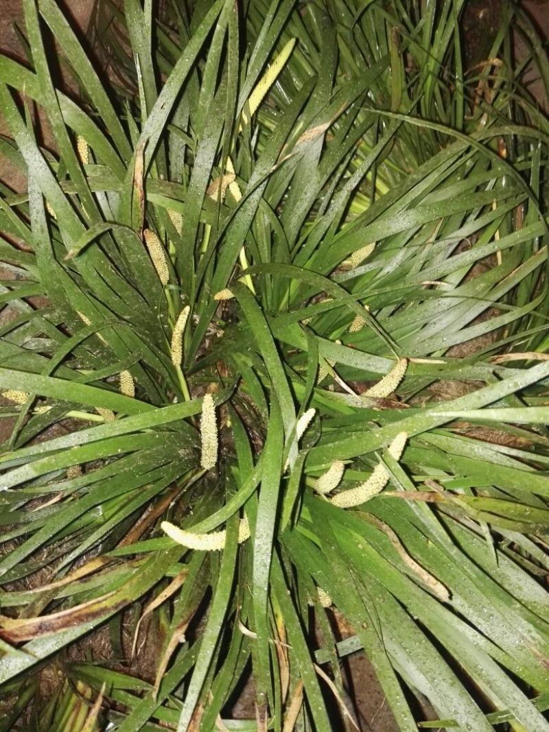 石菖蒲统个