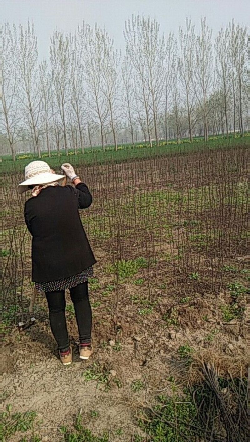 花椒苗大红袍花椒一年苗二年苗地围