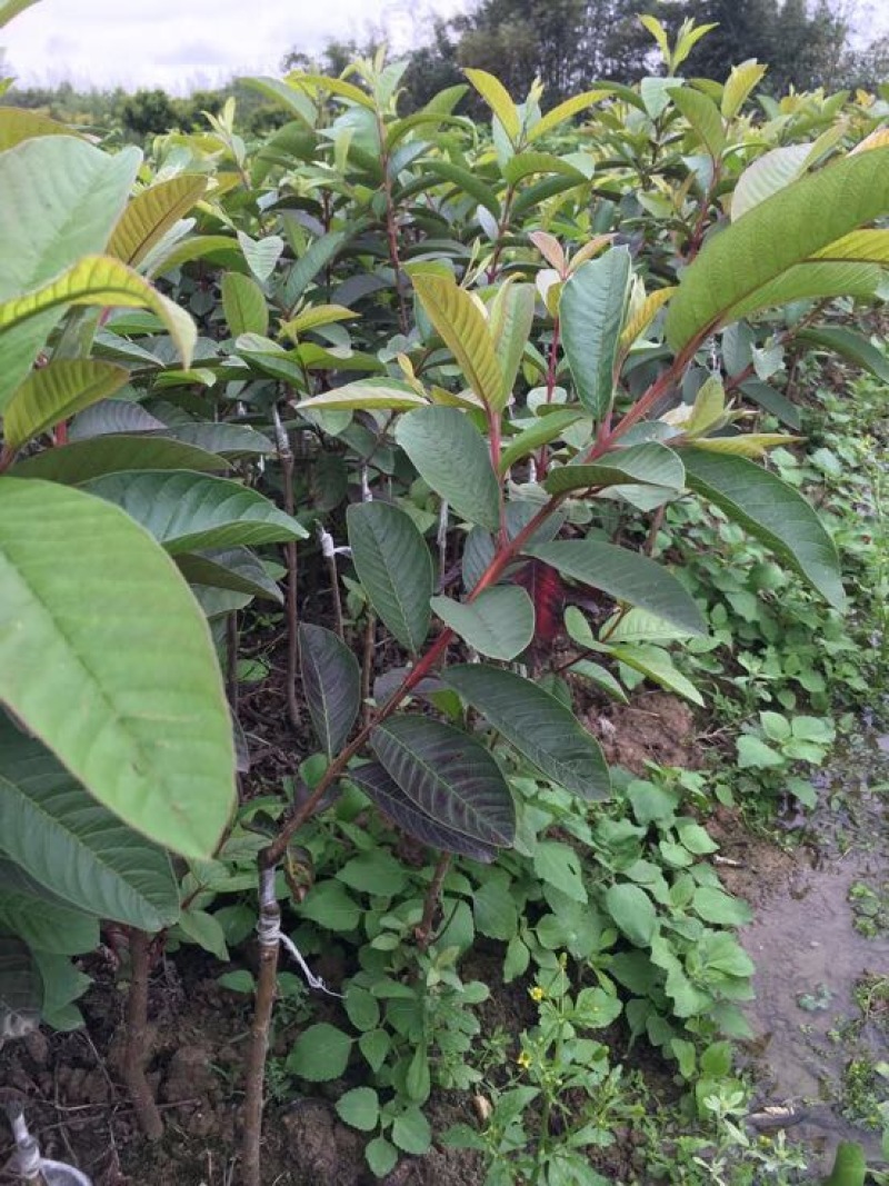 西瓜番石榴苗30~50cm