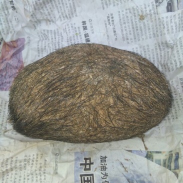 猪宝