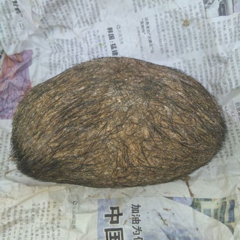 猪宝