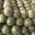 甜王西瓜6斤打底9成熟1茬