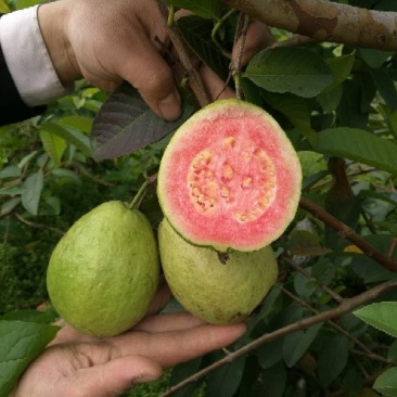 西瓜番石榴四季珍珠番石榴芭乐苗50~80cm当年结果