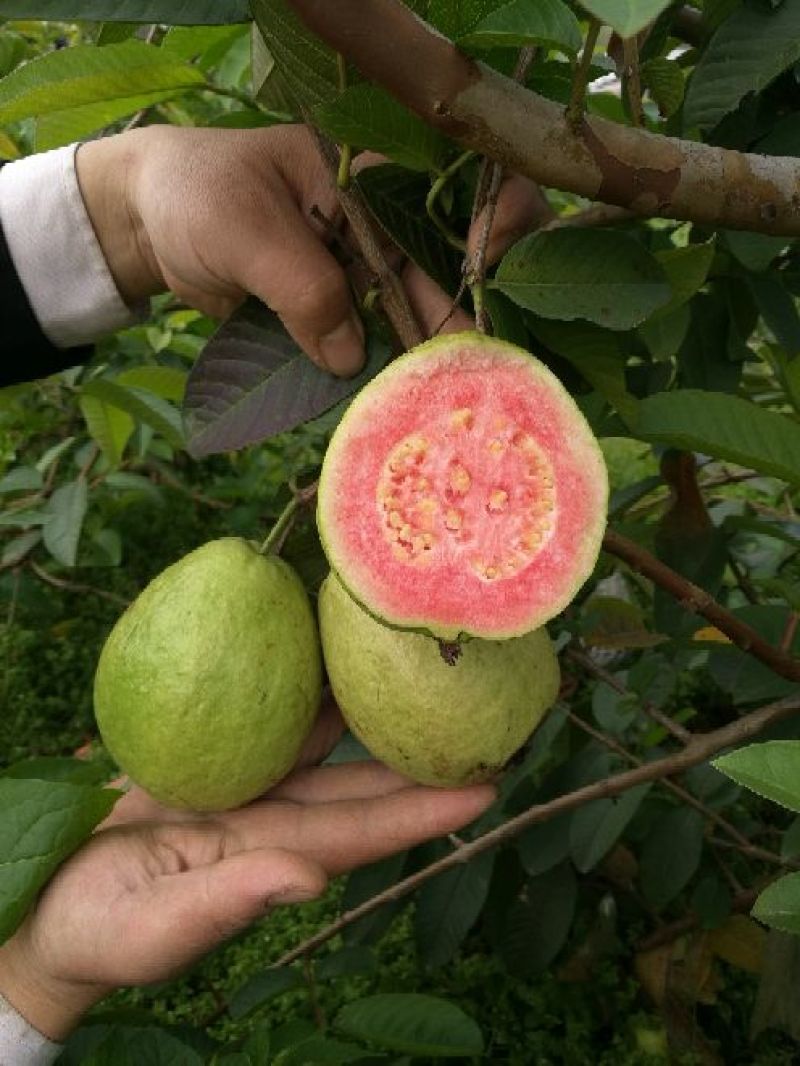 西瓜番石榴四季珍珠番石榴芭乐苗50~80cm当年结果