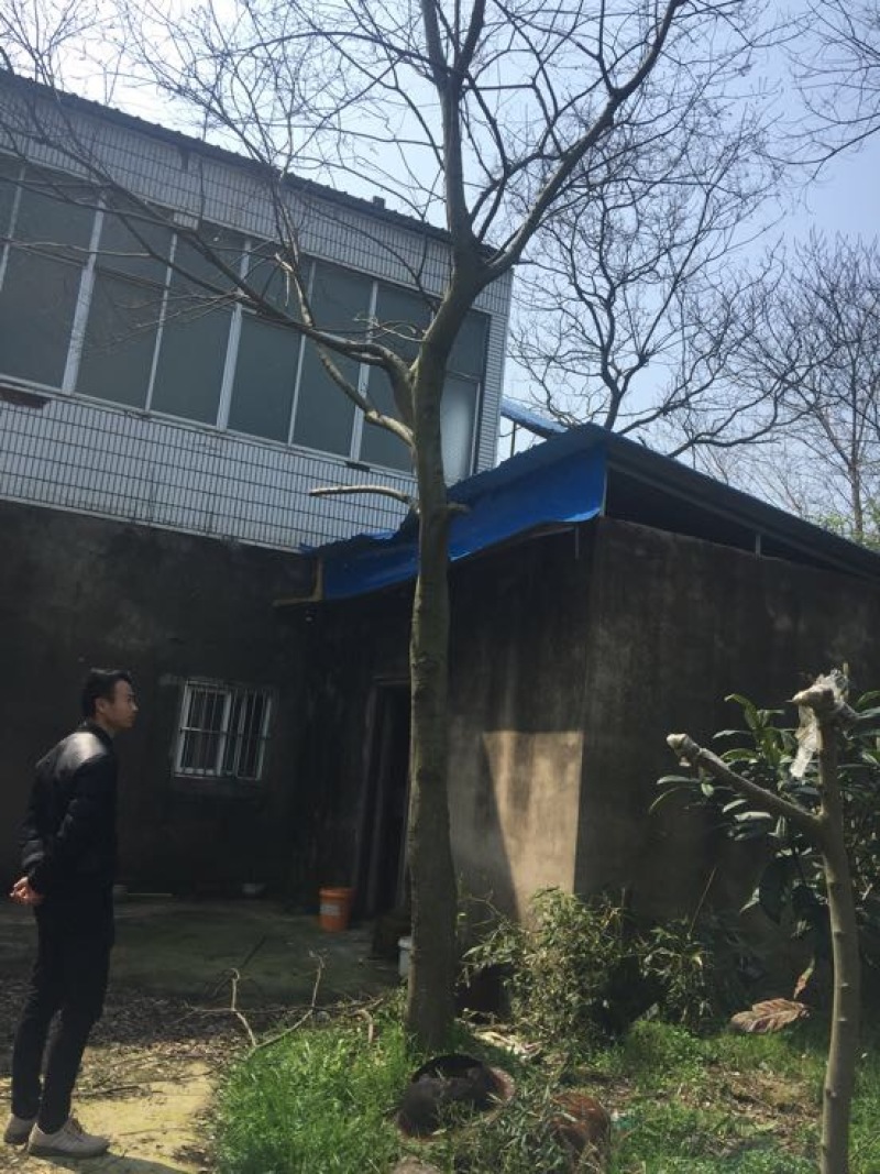 朴树2.5~3m20cm以上