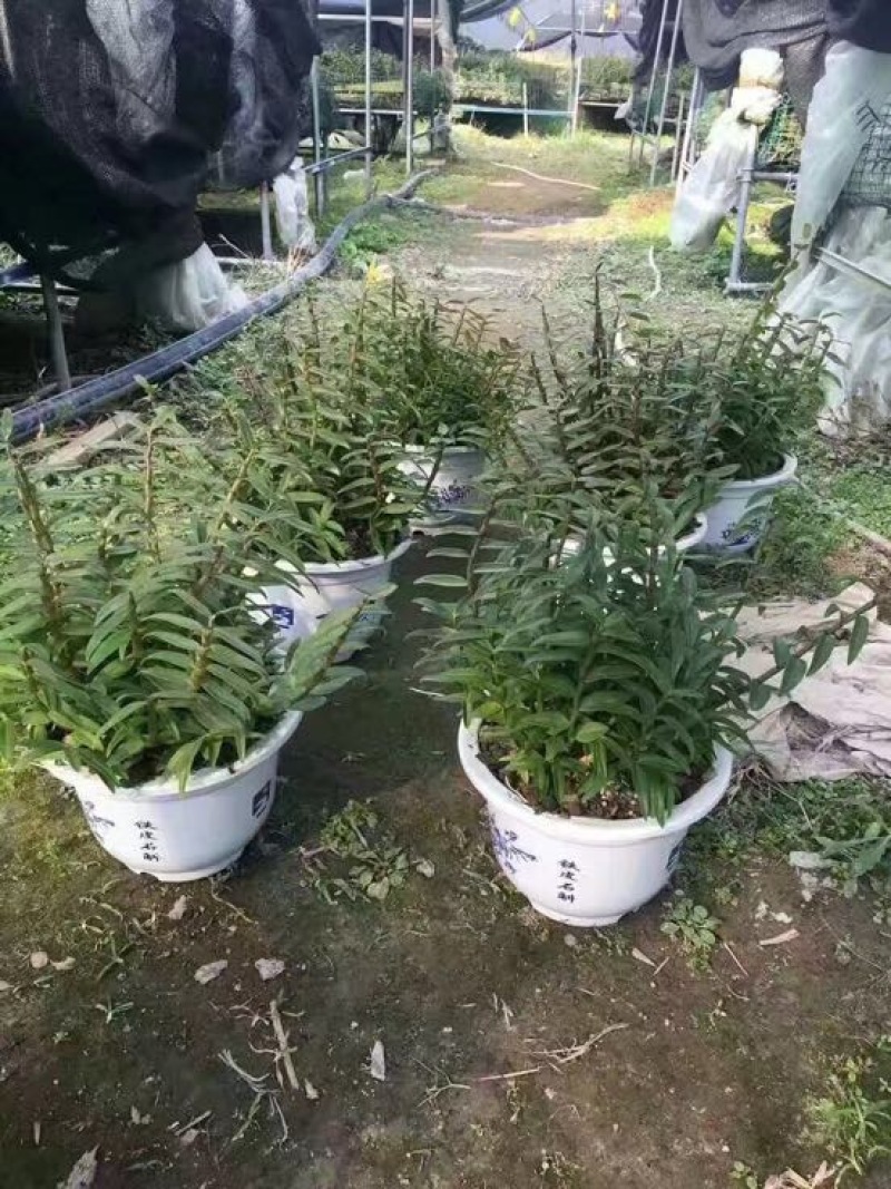 铁皮石斛盆花10~30cm